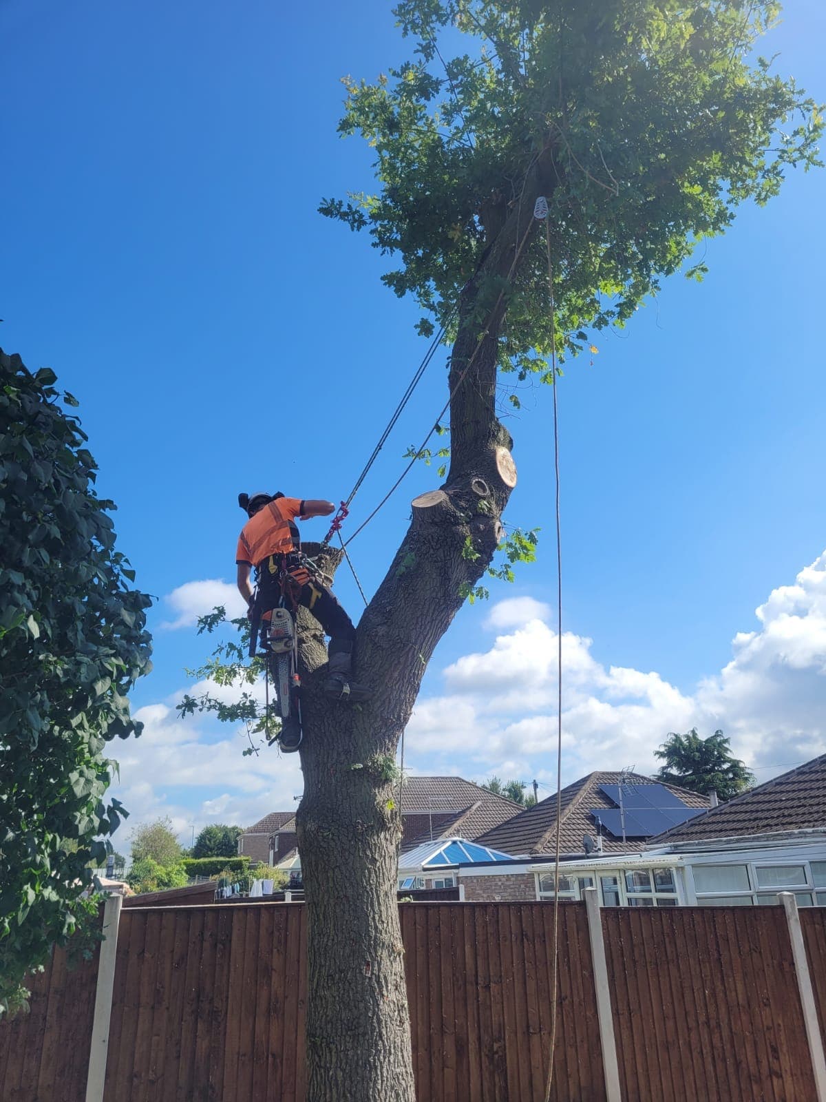 Climber dismantling a tree in sections above a garden