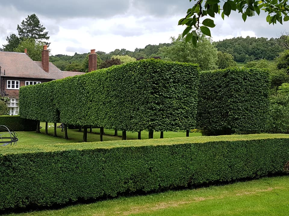 Immaculately trimmed formal hedges with crisp, straight lines at a country house