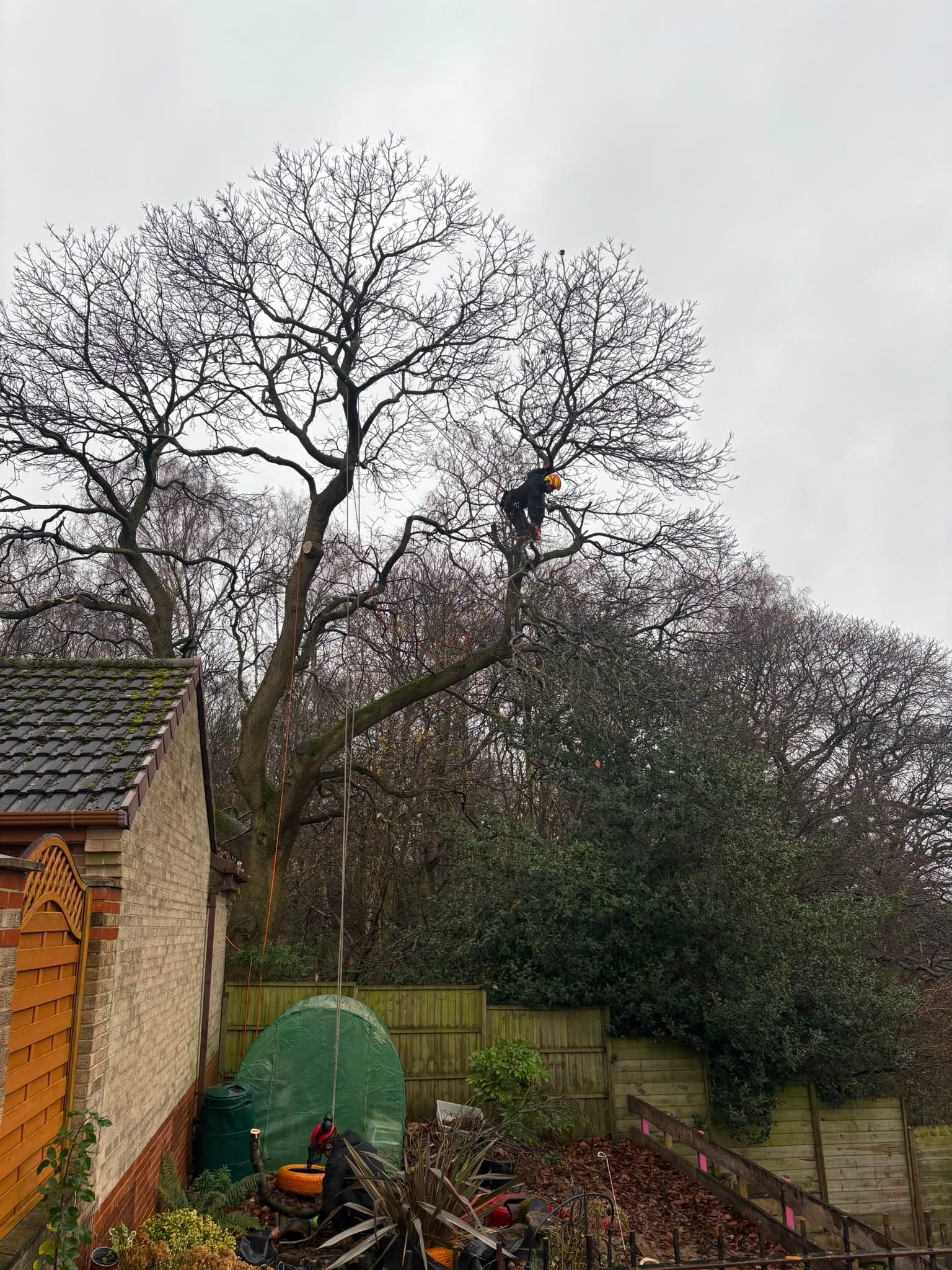 Mature tree with a neatly shaped, reduced crown